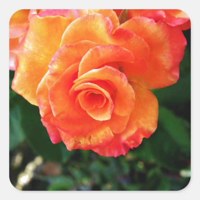 Pegatina Cuadrada Rosa anaranjada (Anverso)