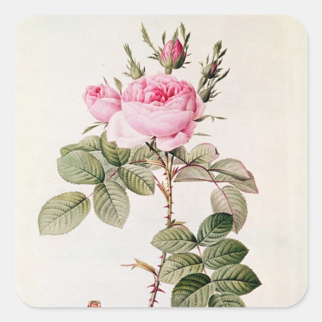 Pegatina Cuadrada Rosa Bifera Officinalis, de 'Les Rosas (Anverso)