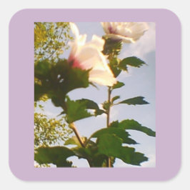 Pegatina Cuadrada Rosa blanca