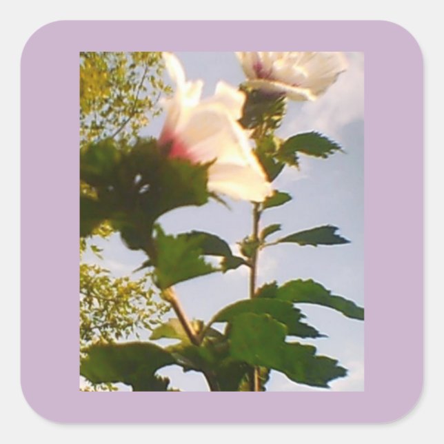 Pegatina Cuadrada Rosa blanca (Anverso)