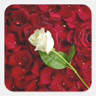 Pegatina Cuadrada Rosa blanco en los pétalos rojos