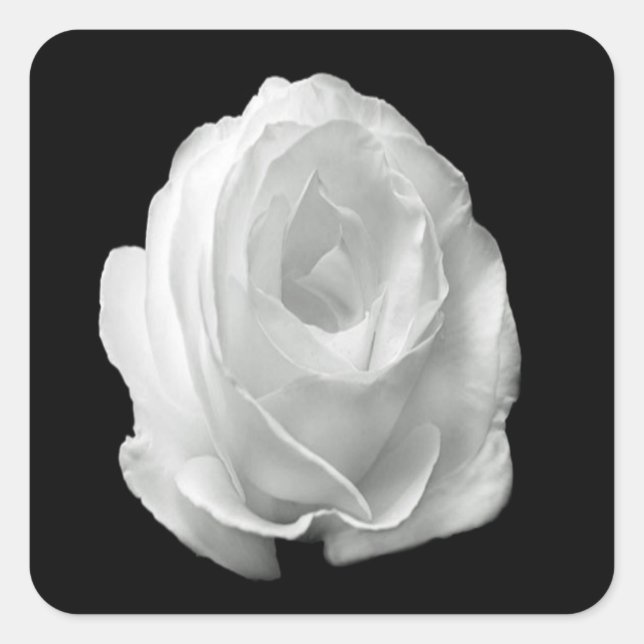 Pegatina Cuadrada rosa blanco sobre el fondo negro (Anverso)