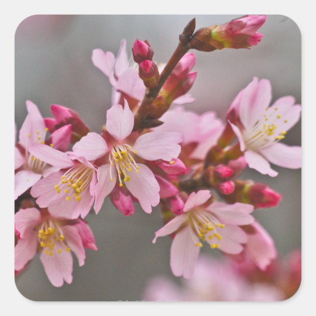 Pegatina Cuadrada Rosa Contra Los Flores De Cerezo Japoneses Con Cie (Anverso)