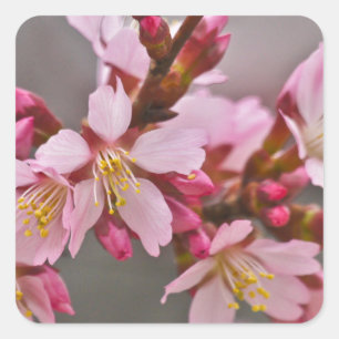 Pegatina Cuadrada Rosa Contra Un Cielo Gris Flor De Cerezo Japonesa