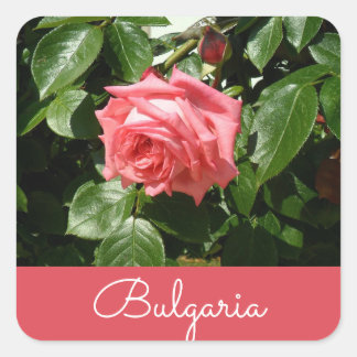 Pegatina Cuadrada Rosa de Bulgaria