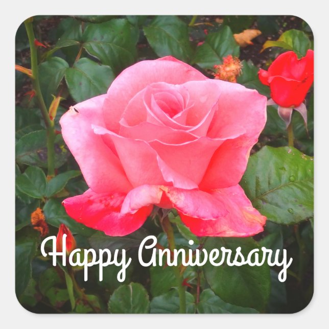 Pegatina Cuadrada Rosa de clase #1: Feliz aniversario a Pegatinas (Anverso)