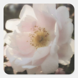 Pegatina Cuadrada Rosa de moda antiguo