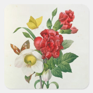 Pegatina Cuadrada Rosa de navidad, Helleborus Niger