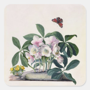 Pegatina Cuadrada Rosa de navidad (Helleborus Niger) e invierno