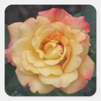 Pegatina Cuadrada Rosa de paz hermosa floral rosa y amarilla
