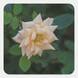 Pegatina Cuadrada Rosa de vainilla