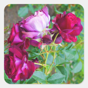 Pegatina Cuadrada Rosa de Yonder azul salvaje #1 Pegatinas