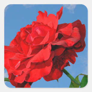 Pegatina Cuadrada Rosa Don Juan con cielo azul