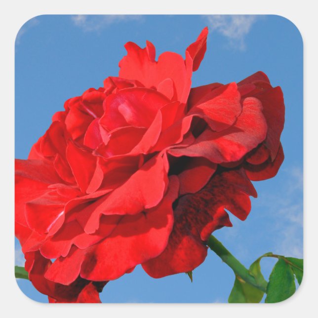 Pegatina Cuadrada Rosa Don Juan con cielo azul (Anverso)