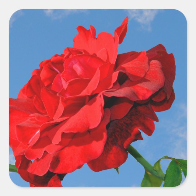 Pegatina Cuadrada Rosa Don Juan con cielo azul (Anverso)