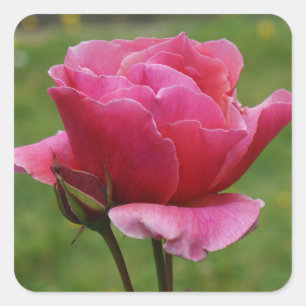 Pegatina Cuadrada Rosa Duet #1 Pegatinas