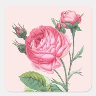 Pegatina Cuadrada Rosa floral moderna pastel