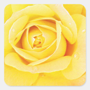 Pegatina Cuadrada Rosa Floral Naranja Amarillo Pascua Primavera
