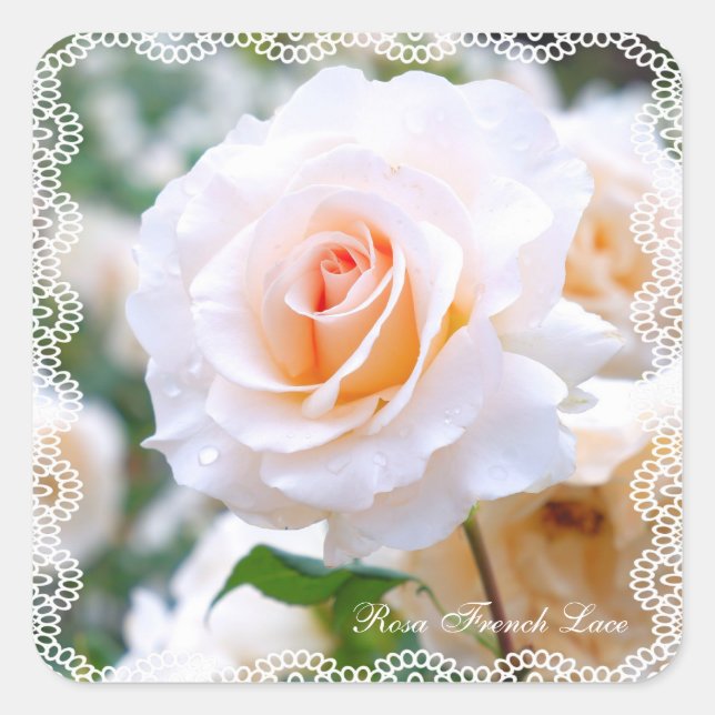 Pegatina Cuadrada Rosa French Lace [Square Seal] (Anverso)