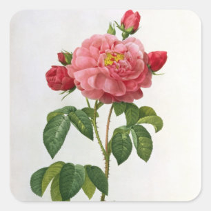 Pegatina Cuadrada Rosa Gallica Aurelianensis