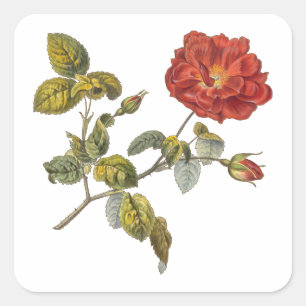 Pegatina Cuadrada Rosa Gallica Hermosa Rosa Vintage de la Antigüedad