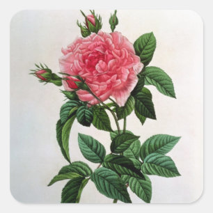 Pegatina Cuadrada Rosa Gallica Regallis