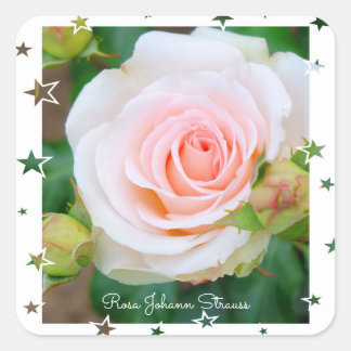 Pegatina Cuadrada Rosa Johann Strauss [Square Seal]