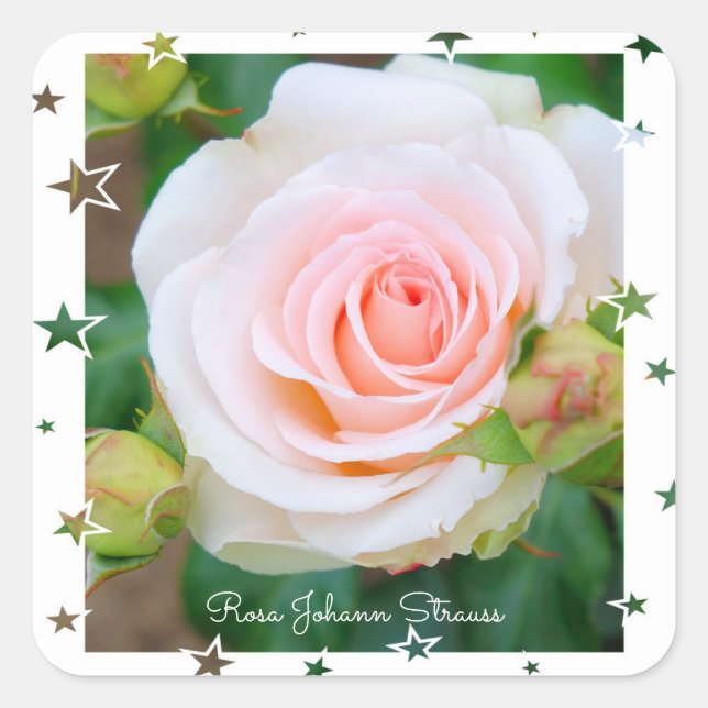 Pegatina Cuadrada Rosa Johann Strauss [Square Seal] (Anverso)