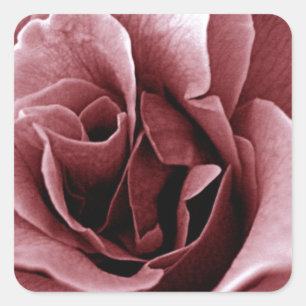 Pegatina Cuadrada Rosa Monocroma de Cerca