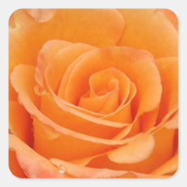 Pegatina Cuadrada Rosa naranja