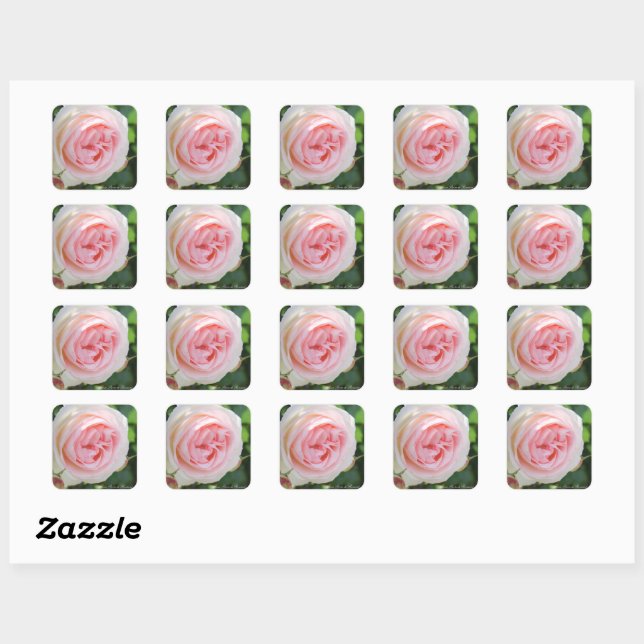 Pegatina Cuadrada Rosa Pierre de Ronsard：Seal (Hoja)
