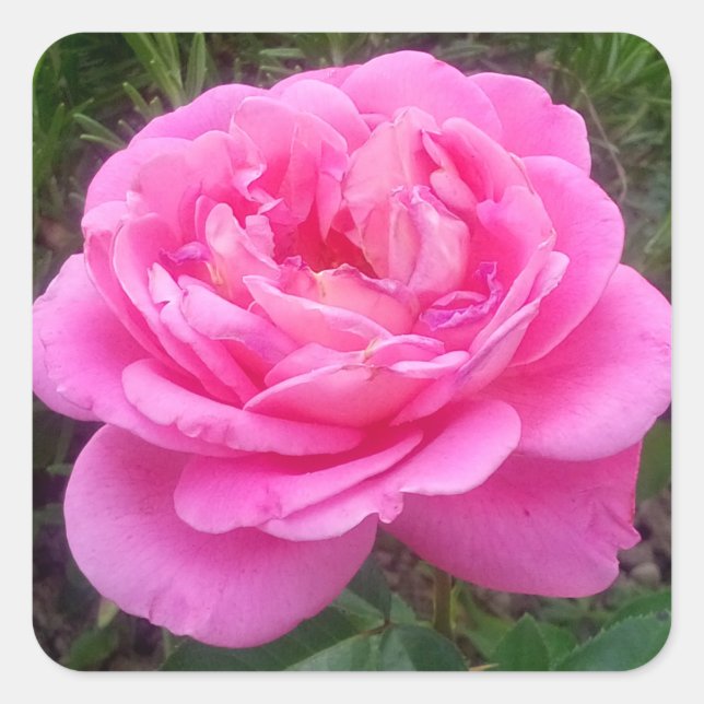Pegatina Cuadrada Rosa Pink 'Leonardo Da Vinci' (Anverso)