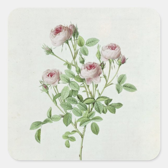 Pegatina Cuadrada Rosa Pomponia, de 'Les Rosas' (Anverso)