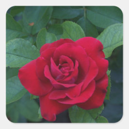 Pegatina Cuadrada Rosa Roja de Cerca