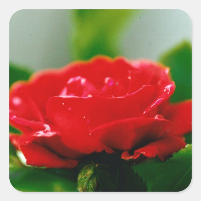 Pegatina Cuadrada Rosa roja matutina cubierta de rocío (Anverso)