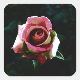 Pegatina Cuadrada Rosa roja pintada de petróleo