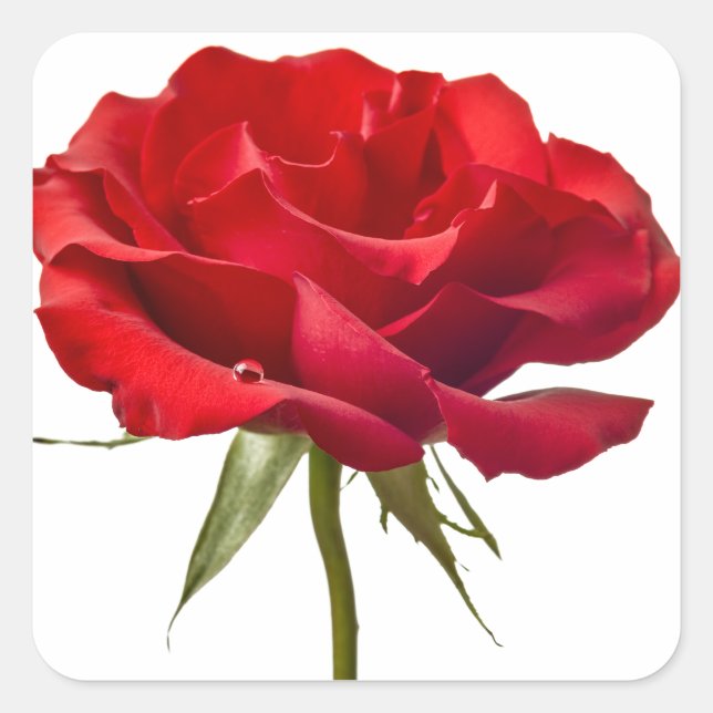 Pegatina Cuadrada Rosa roja - Plantilla personalizada para Rosas (Anverso)