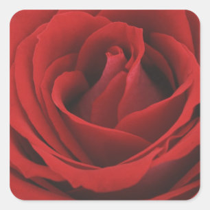 Pegatina Cuadrada Rosa rojo floreciente