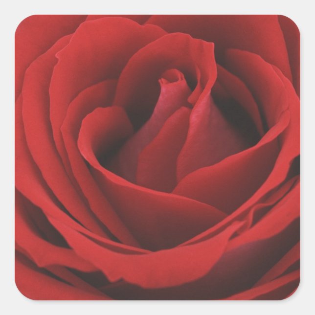 Pegatina Cuadrada Rosa rojo floreciente (Anverso)