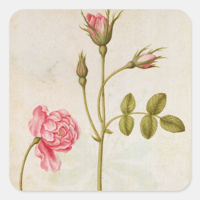 Pegatina Cuadrada Rosa rosa, c.1568 (Anverso)