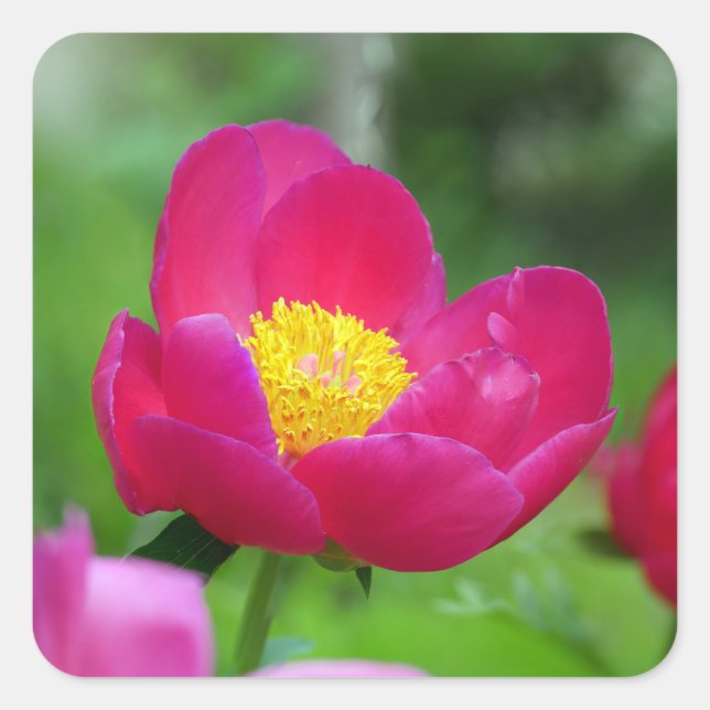 Pegatina Cuadrada Rosa rosa caliente (Anverso)