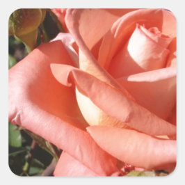 Pegatina Cuadrada Rosa Rosa Melocotón