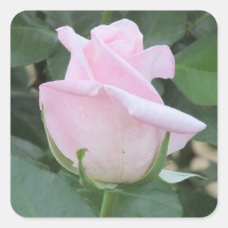 Pegatina Cuadrada Rosa rosa pálido