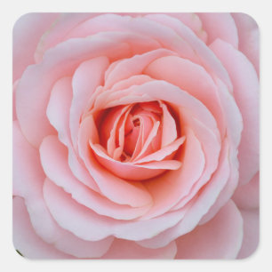 Pegatina Cuadrada Rosa rosa rosa adorable