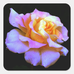 Pegatina Cuadrada Rosa teñido de tinta rosa y amarilla