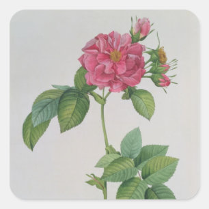 Pegatina Cuadrada Rosa Turbinata, de, Les Roses', vol. 1, 1817