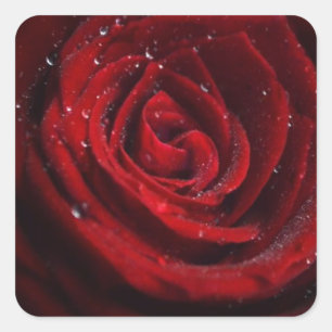 Pegatina Cuadrada Rosa Vive Patrón Corazón Flor Paz Destino de Amor