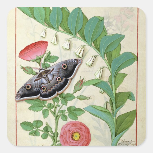 Pegatina Cuadrada Rosa y Polygonatum (Anverso)