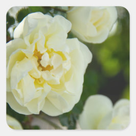 Pegatina Cuadrada Rosas blancas para positivo