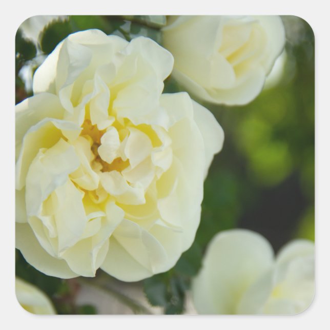 Pegatina Cuadrada Rosas blancas para positivo (Anverso)